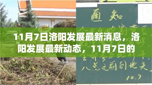 11月7日洛阳发展动态，机遇与挑战的最新消息