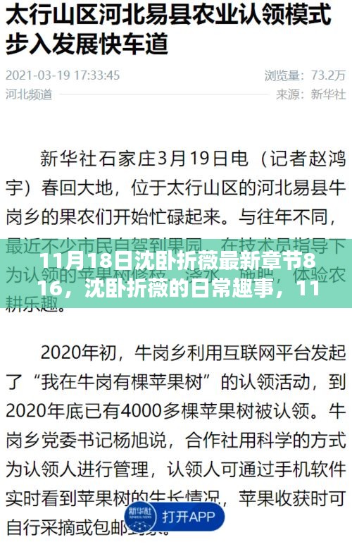 沈卧折薇友情织锦，日常趣事与最新篇章816的温馨记录