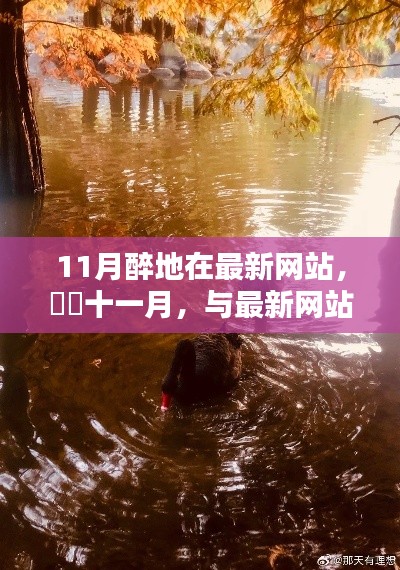 十一月醉美时刻，与最新网站共舞自然，寻觅宁静港湾