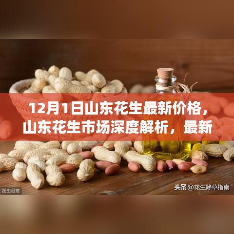 山东花生市场深度解析及最新价格动态（12月1日）