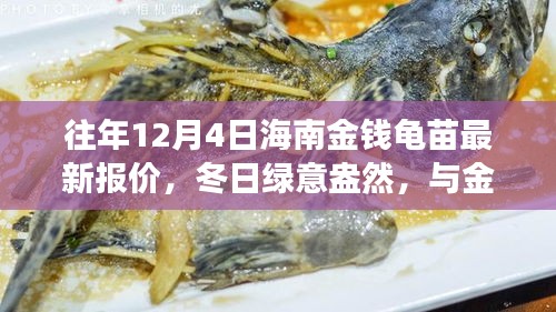 海南金钱龟苗最新报价背后的温情故事，冬日绿意盎然，共舞龟苗世界（海南12月4日）
