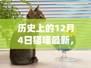 探秘猫喵奇缘，历史交汇点的特色猫店与猫喵最新资讯
