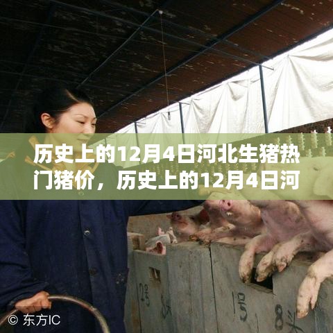 历史上的河北生猪热门猪价概览，聚焦12月4日数据解析