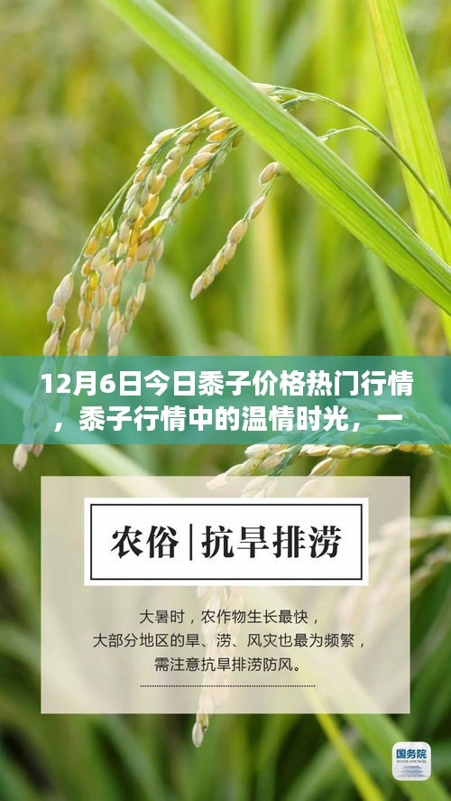 黍子行情中的温情时光，友情与陪伴的黍子故事（今日行情）