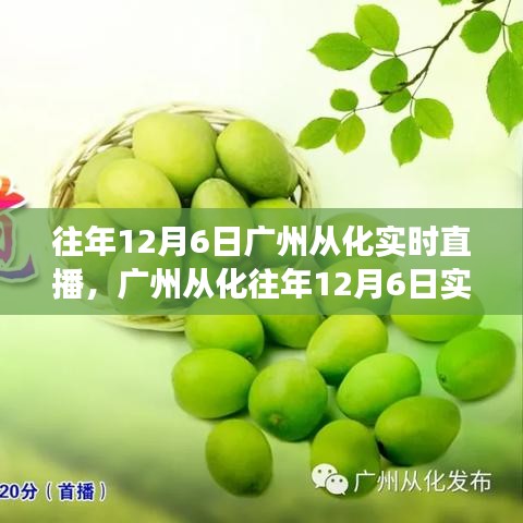 广州从化历年12月6日实时直播回顾，多维度视角下的探讨与观点阐述