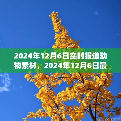2024年12月6日最新动物素材报道，探索自然界的奇妙瞬间