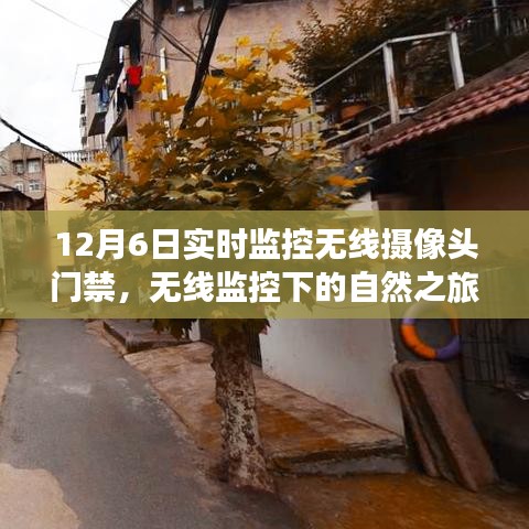 12月6日，无线监控下的自然之旅，探寻心灵深处的宁静