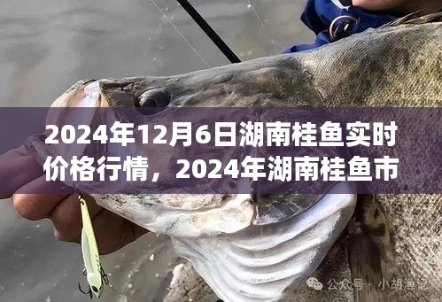 探寻湖南桂鱼市场实时价格行情，揭秘桂鱼市场奥秘（2024年12月6日）