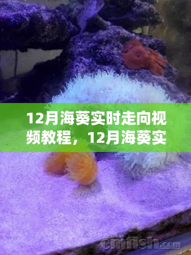 12月海葵实时走向视频教程，全面评测与详细介绍