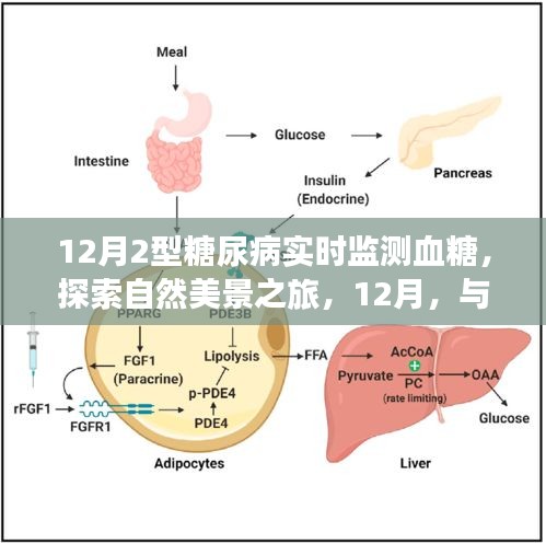 12月糖尿病血糖实时监测之旅，探索自然美景与甜蜜生活的平衡之道