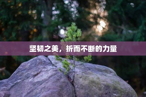 坚韧之美，折而不断的力量