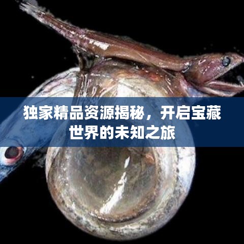 独家精品资源揭秘，开启宝藏世界的未知之旅