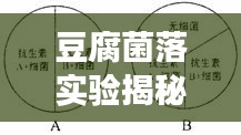 豆腐菌落实验揭秘微生物与食品间的奥秘关系