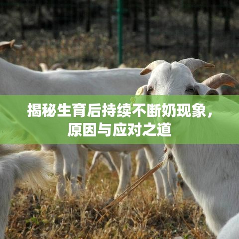 揭秘生育后持续不断奶现象，原因与应对之道