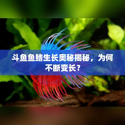 斗鱼鱼鳍生长奥秘揭秘，为何不断变长？