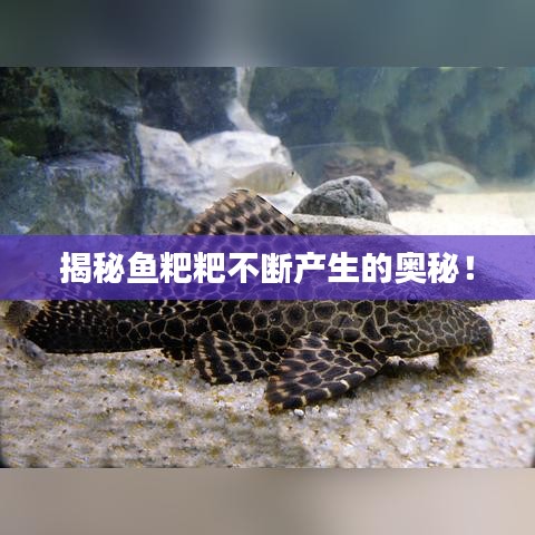 揭秘鱼粑粑不断产生的奥秘！