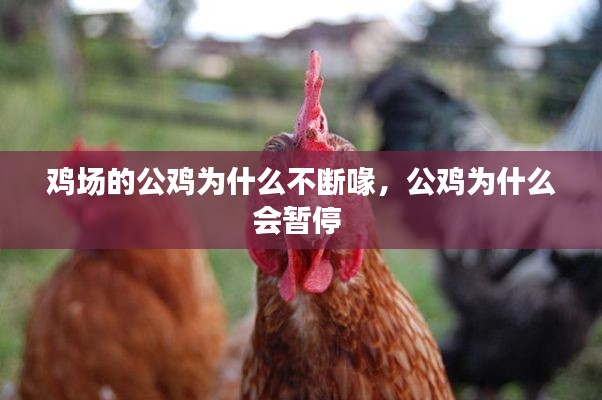 鸡场的公鸡为什么不断喙，公鸡为什么会暂停 