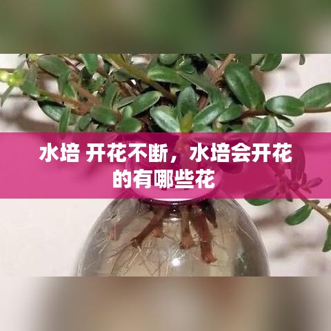 水培 开花不断，水培会开花的有哪些花 