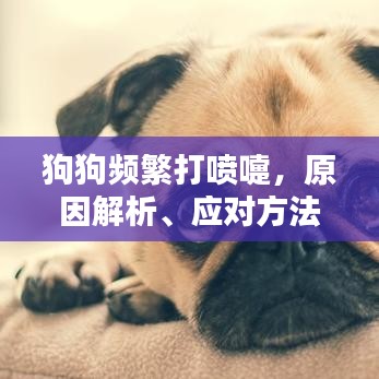 狗狗频繁打喷嚏，原因解析、应对方法与关爱须知