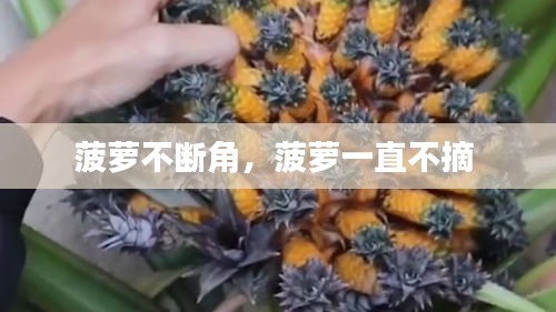 菠萝不断角，菠萝一直不摘 