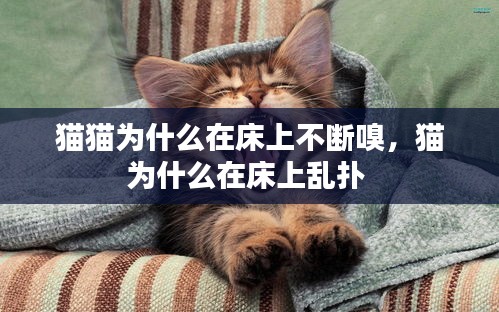 猫猫为什么在床上不断嗅，猫为什么在床上乱扑 