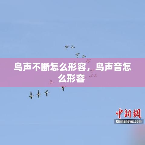 鸟声不断怎么形容，鸟声音怎么形容 