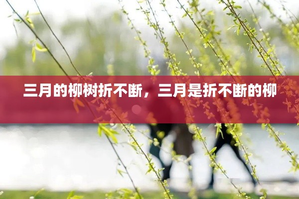 三月的柳树折不断，三月是折不断的柳 
