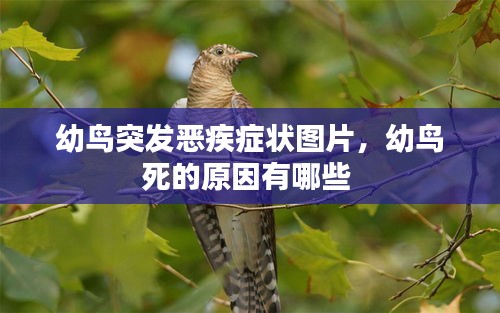 幼鸟突发恶疾症状图片，幼鸟死的原因有哪些 