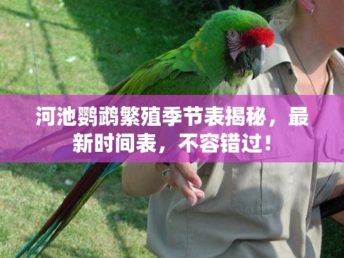 河池鹦鹉繁殖季节表揭秘，最新时间表，不容错过！