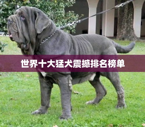 世界十大猛犬震撼排名榜单