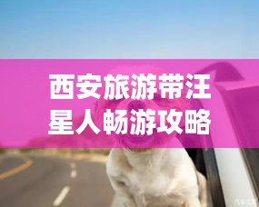 西安旅游带汪星人畅游攻略，完美旅行指南
