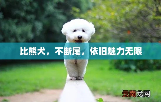 比熊犬，不断尾，依旧魅力无限