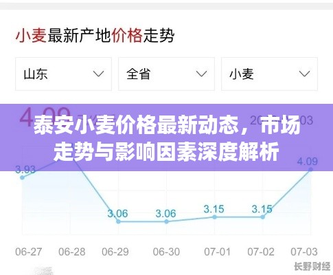 泰安小麦价格最新动态，市场走势与影响因素深度解析