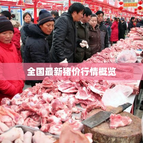 全国最新猪价行情概览