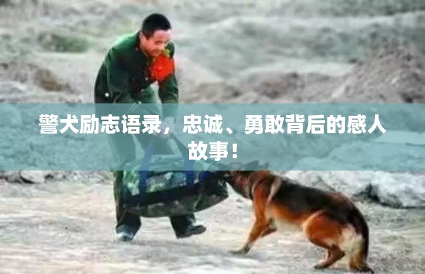 警犬励志语录，忠诚、勇敢背后的感人故事！