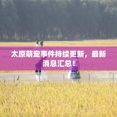 太原萌宠事件持续更新，最新消息汇总！