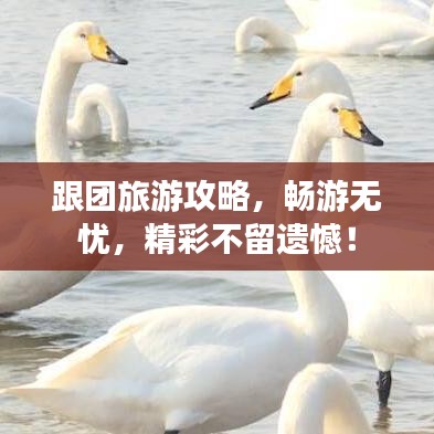 跟团旅游攻略，畅游无忧，精彩不留遗憾！
