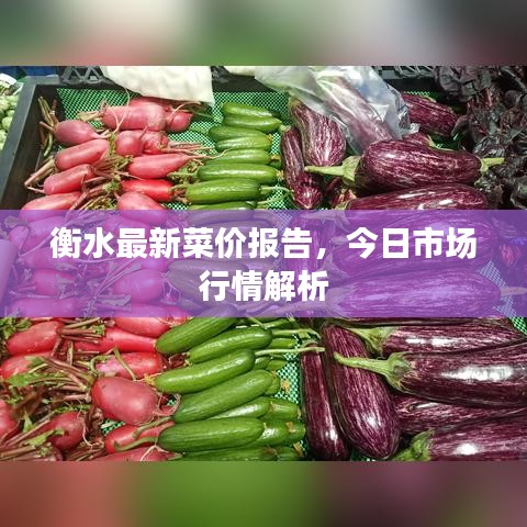 衡水最新菜价报告，今日市场行情解析