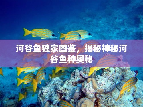 河谷鱼独家图鉴，揭秘神秘河谷鱼种奥秘
