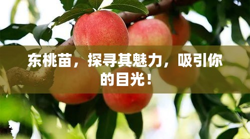 东桃苗，探寻其魅力，吸引你的目光！