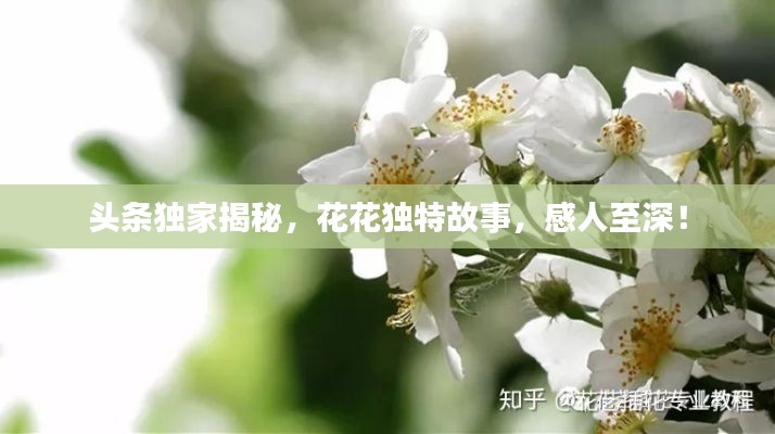 头条独家揭秘，花花独特故事，感人至深！