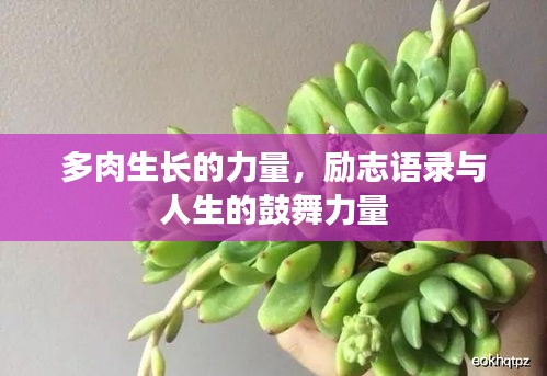 多肉生长的力量，励志语录与人生的鼓舞力量