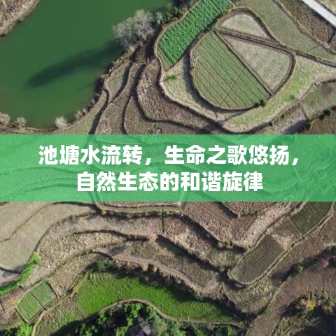 池塘水流转，生命之歌悠扬，自然生态的和谐旋律