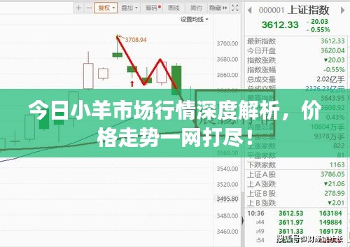 今日小羊市场行情深度解析，价格走势一网打尽！