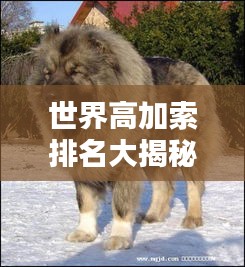世界高加索排名大揭秘，探寻最大高加索榜单之巅！