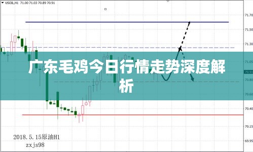 广东毛鸡今日行情走势深度解析