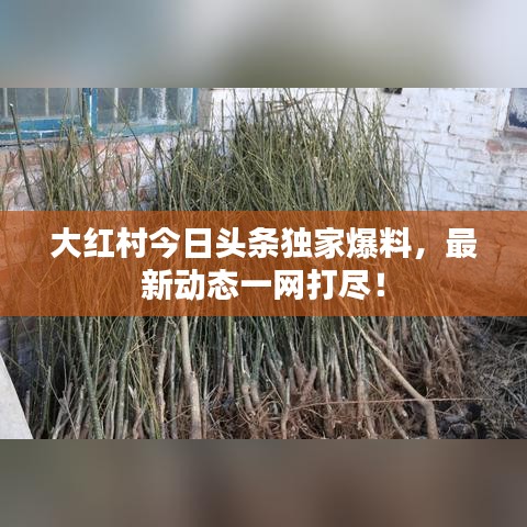 大红村今日头条独家爆料，最新动态一网打尽！