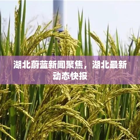 湖北蔚蓝新闻聚焦，湖北最新动态快报