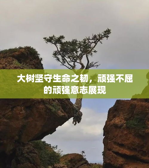 大树坚守生命之韧，顽强不屈的顽强意志展现