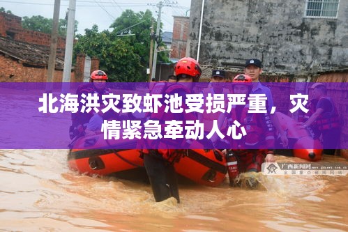 北海洪灾致虾池受损严重，灾情紧急牵动人心